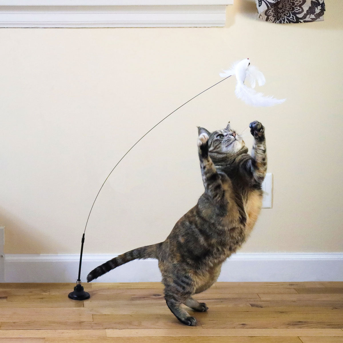 jouet chat interactif pour chats d'appartement