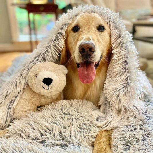 Chien couché sur couverture chauffante pour animaux