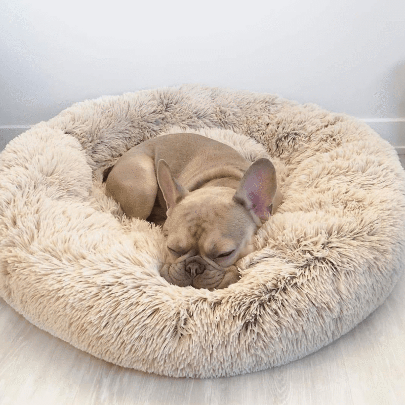 Lit pour chien avec coussin orthopédique et housse lavable